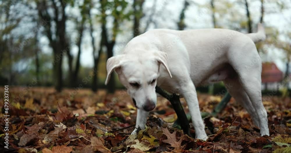 Labrador dog running , plays with a branch , through autumn leaves Labrador dog running , plays with a branch , through autumn leaves