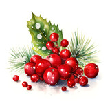 Watercolour painting of red winter berry and pine branch on white background. Holidays decoration concept