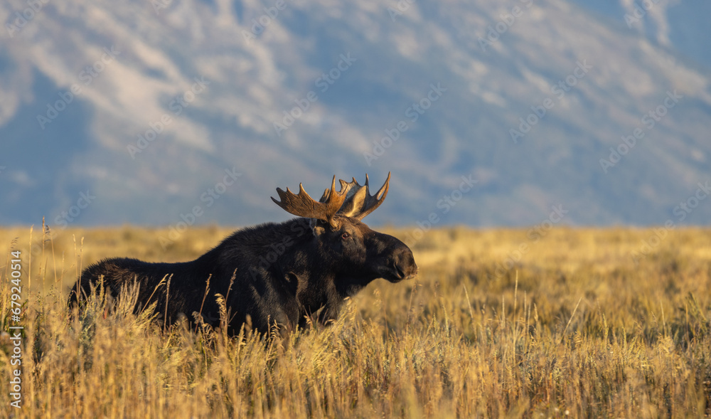 Fototapeta premium Young Bull Moose During the fall Rut in wyoming