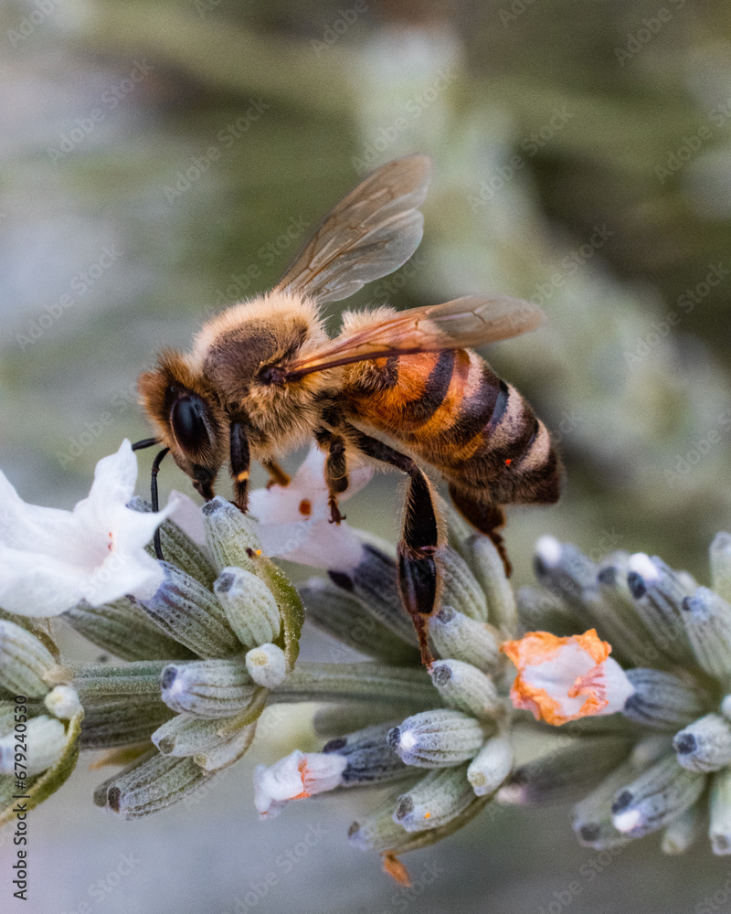 Macro shot of a bee on a plant Macro shot of a bee on a plant