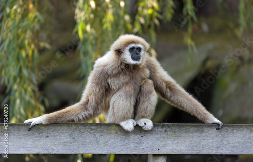 Gibbon sitting on a fence