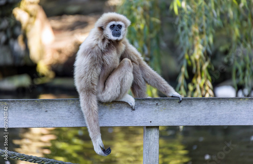 Gibbon sitting on a fence 