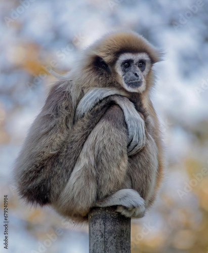 Portrait of a gibbon monkey 