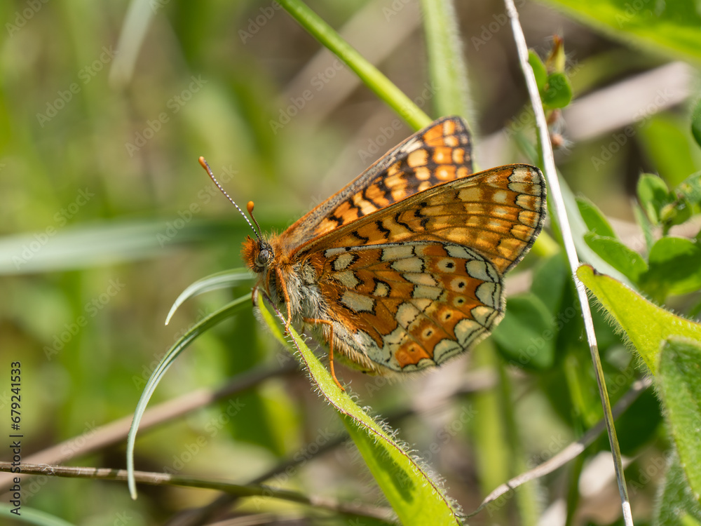 Marsh Fritillary Butterfly With its Wings Open Marsh Fritillary Butterfly With its Wings Open