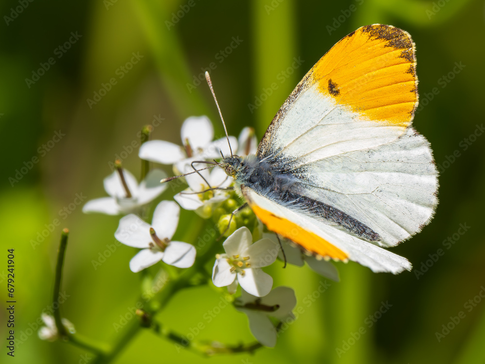 Orange-tip Butterfly Feeding. Wings Open. Orange-tip Butterfly Feeding. Wings Open.
