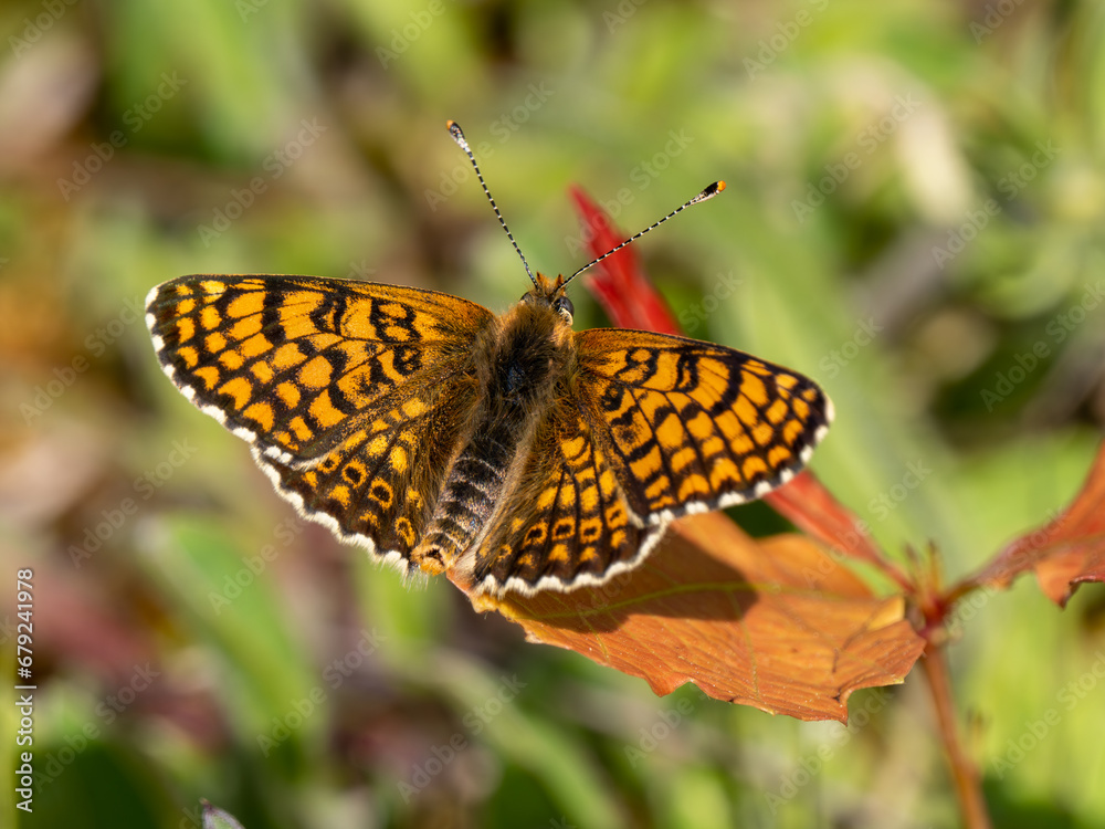 Obraz premium Glanville Fritillary Butterfly With Wings Open