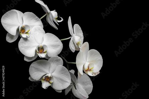 Orquídea branca em fundo neutro, fundo preto