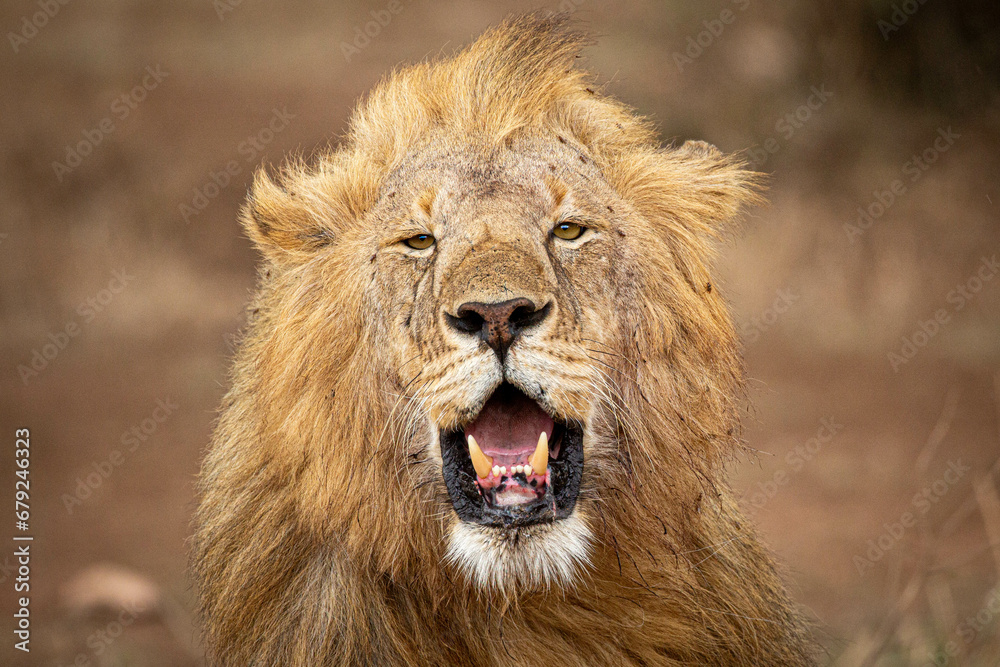 Obraz premium Lion Safari