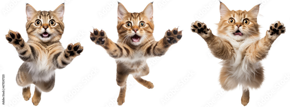 collection of happy playful cat jumping in air. cheerful cats playing isolated on transparent background collection of happy playful cat jumping in air. cheerful cats playing isolated on transparent background