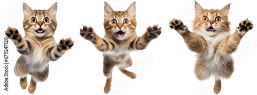 collection of happy playful cat jumping in air. cheerful cats playing isolated on transparent background