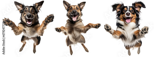 collection of happy playful dog jumping in air. cheerful dog playing isolated on transparent background