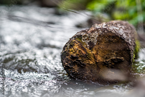 A small  weathered tree stump rests in a river  captured in a close-up photo. The blurred background adds an atmospheric touch to this tranquil scene