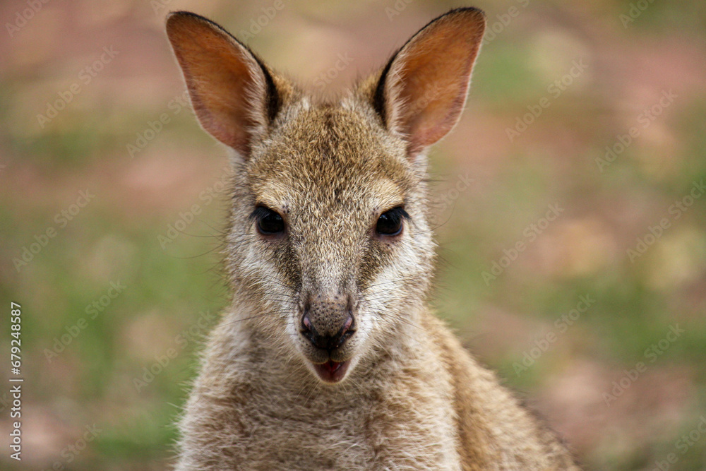 Fototapeta premium Kangourou
