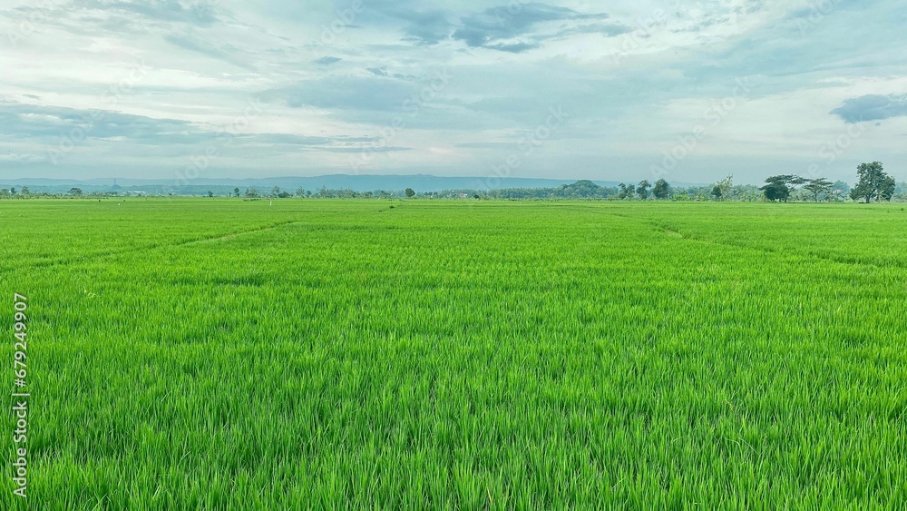 View of a green rice field on a cloudy day View of a green rice field on a cloudy day