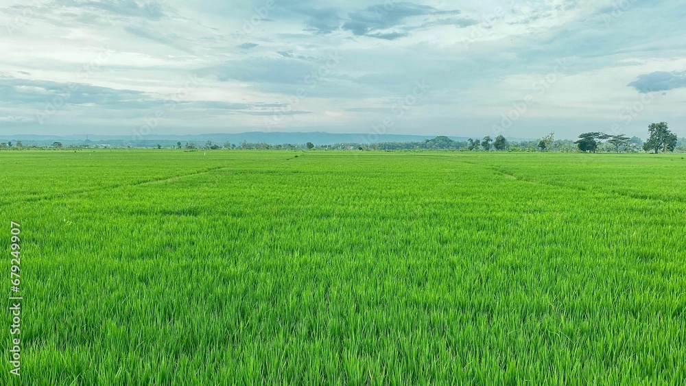 View of a green rice field on a cloudy day