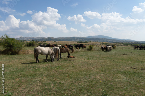 Wild horses in nature, landscape with a herd of wild horses