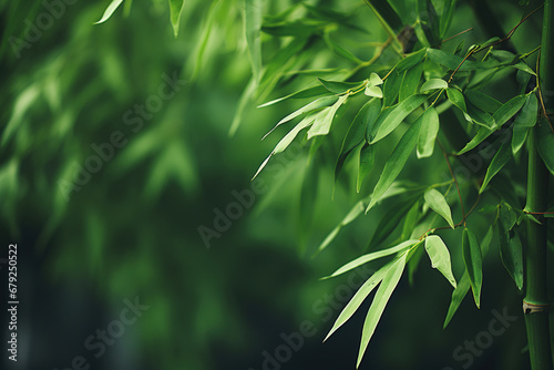 Green forest bamboo macro as background  with empty copy space