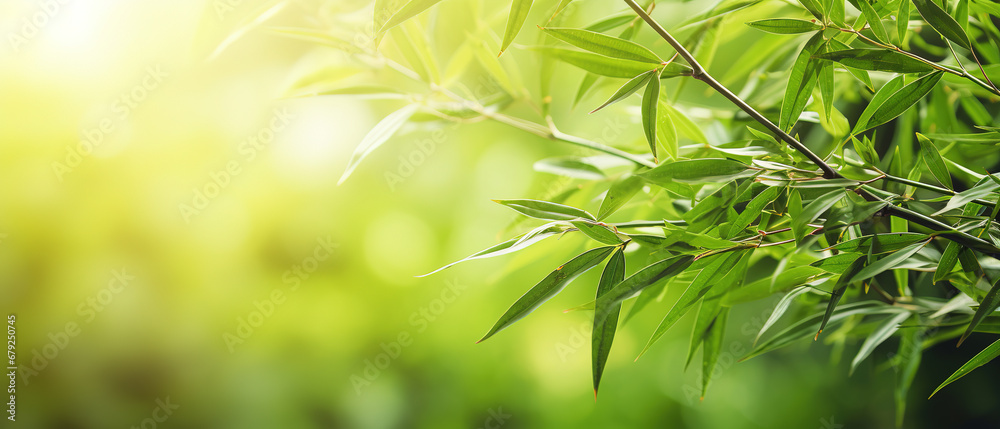 Green forest bamboo macro as background, with empty copy space Green forest bamboo macro as background, with empty copy space