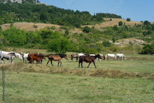 Wild horses in nature, landscape with a herd of wild horses