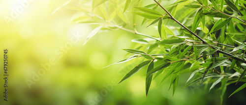 Green forest bamboo macro as background  with empty copy space