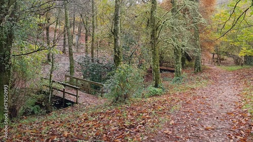 Wooden bridge in the autumn park. Lago Castineiras, Spain. photo