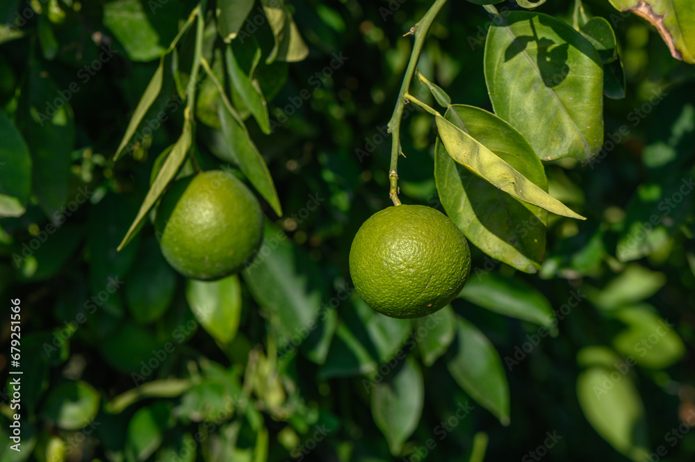 green oranges on tree branches in autumn in Cyprus 1