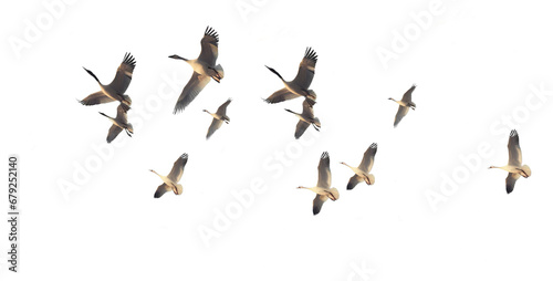 birds migrating migratory isolated for background - ai generated © sea and sun