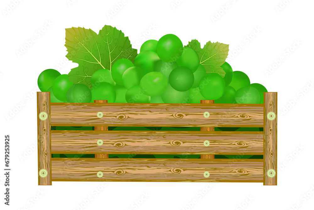 Bunches of green grapes in wooden box. Crate of garden fresh juicy grape. Full case with ripe berries.Vineyard fruits harvest.Winery, winemaking, eco farm, transportation, drinks design element.Vector Bunches of green grapes in wooden box. Crate of garden fresh juicy grape. Full case with ripe berries.Vineyard fruits harvest.Winery, winemaking, eco farm, transportation, drinks design element.Vector