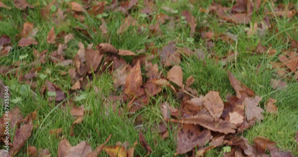 autumn leaves in the grass autumn leaves in the grass