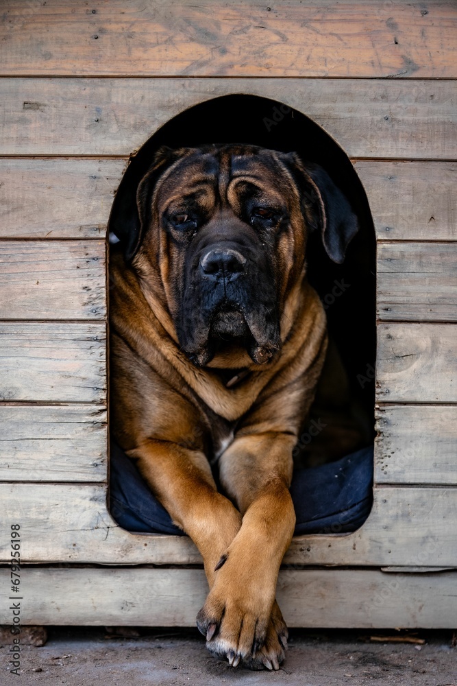 a big dog with his front paws in the opening of a doghouse