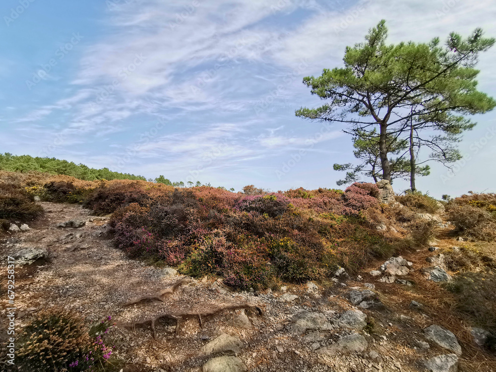 Presqu'ile de Crozon, bruyères sur le sentier du cap de la chèvre