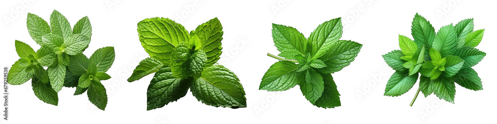 fresh mint leaves Hyperrealistic Highly Detailed Isolated On Transparent Background Png File - obrazy, fototapety, plakaty 