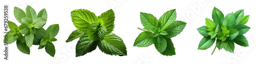 fresh mint leaves Hyperrealistic Highly Detailed Isolated On Transparent Background Png File photo