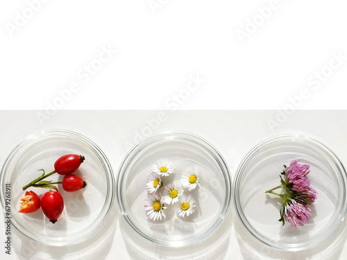 Petri dishes with various kinds of plants (rose hips, daisy flowers and red clover. Phytotherapy, herbal or natural medicine. Laboratory research. Copy space for text photo
