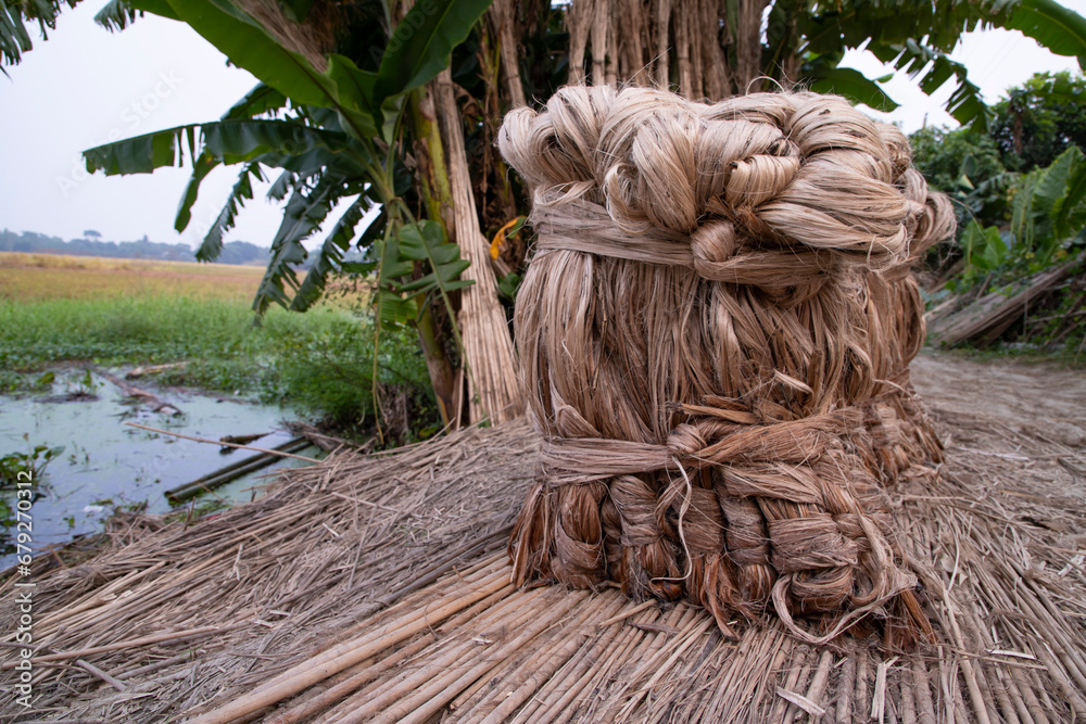 A thick brown bundle of raw jute has on the ground. This is the Called Golden Fiber in Bangladesh A thick brown bundle of raw jute has on the ground. This is the Called Golden Fiber in Bangladesh