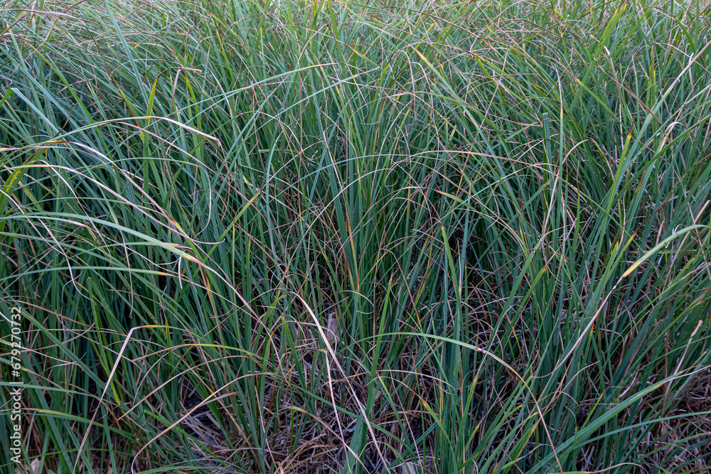 Obraz premium Elongated, flat leaves of reed in a wetland.