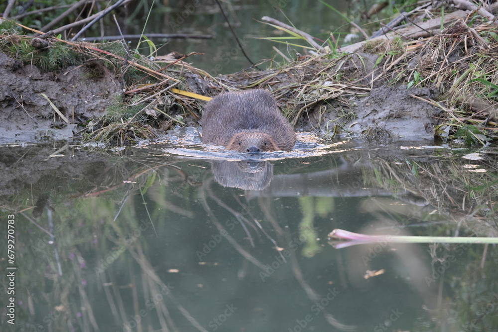 European beaver Swabian Alb Baden Wuerttemberg Germany