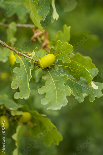 Close up of green Acorn (Oaknut) and oak leaves photo