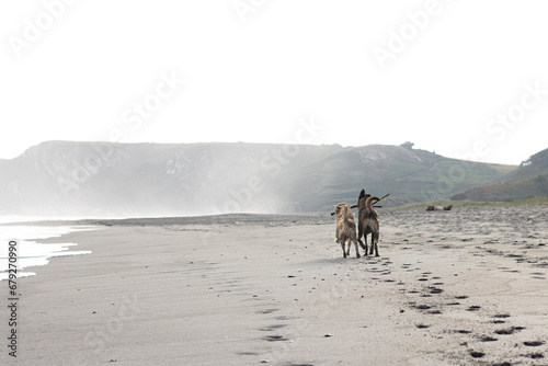 dog running on dog friendly beach photo