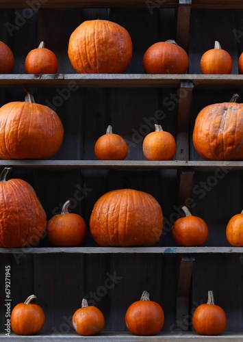 bright orange pumpkins of different sizes laid out in a row on horizontal wooden shelves on a dark background photo