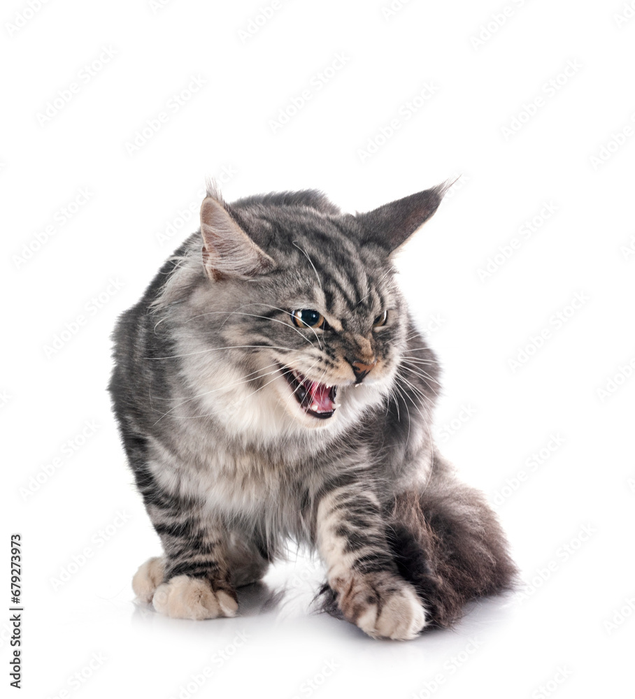 Fototapeta premium maine coon kitten