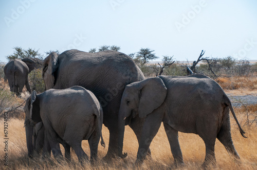 A herd of African Elephant -Loxodonta Africana- is grazing on the plains of Etosha National Park  Namibia.