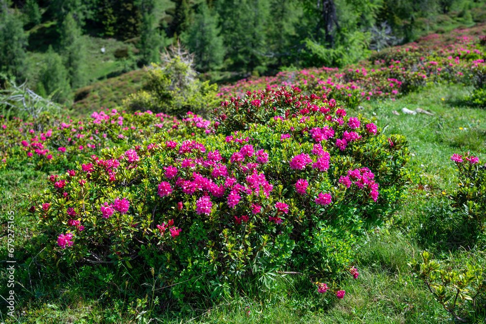 Bush with pink alpenrose alpine rose rhododendron flowers in a meadow in the alps in full bloom. Bush with pink alpenrose alpine rose rhododendron flowers in a meadow in the alps in full bloom.
