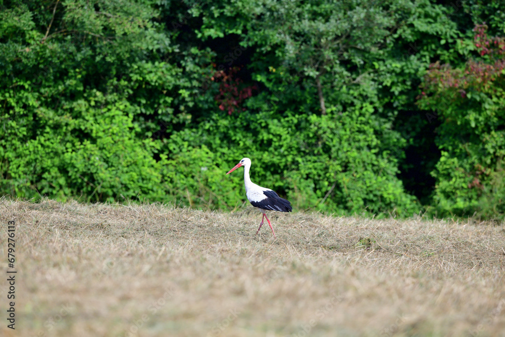 The white stork walks along the mowed meadow in the summer