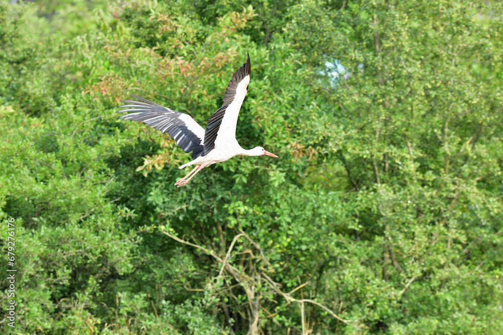 The stork white flies over the meadow and the human dwellings in the summer