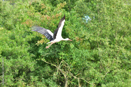 Obraz na płótnie The stork white flies over the meadow and the human dwellings in the summer w salonie