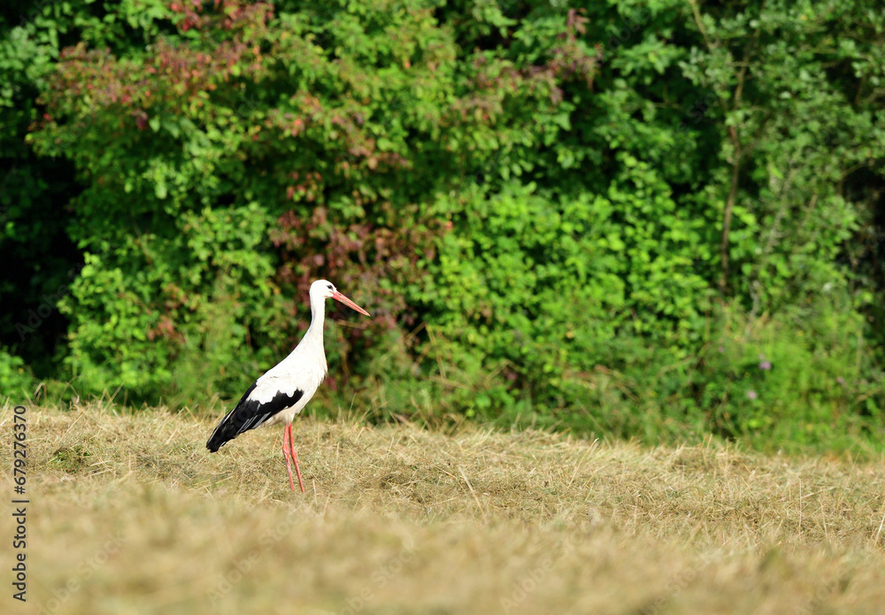 The white stork walks along the mowed meadow in the summer
