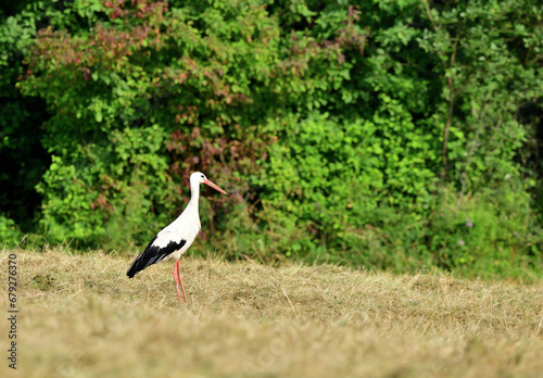 Obraz na płótnie The white stork walks along the mowed meadow in the summer w salonie