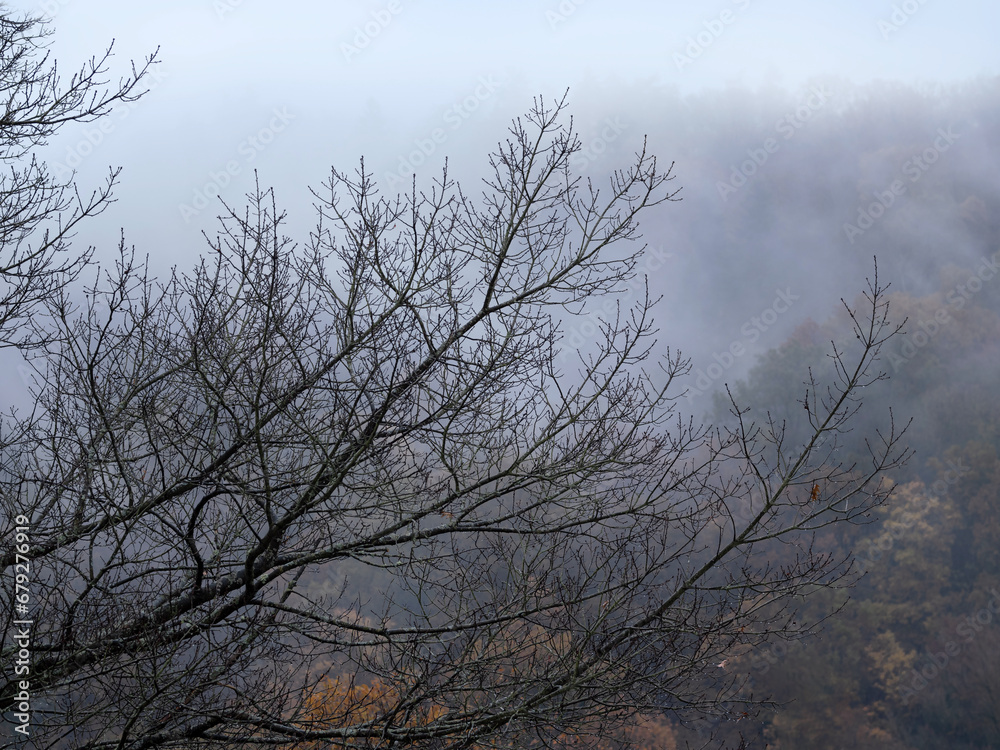 Marburg bei Nebel und Regen, Herbststimmung, Nebel im Wald, Dammelsberg hinter Blätterlose Baumkrone Marburg bei Nebel und Regen, Herbststimmung, Nebel im Wald, Dammelsberg hinter Blätterlose Baumkrone