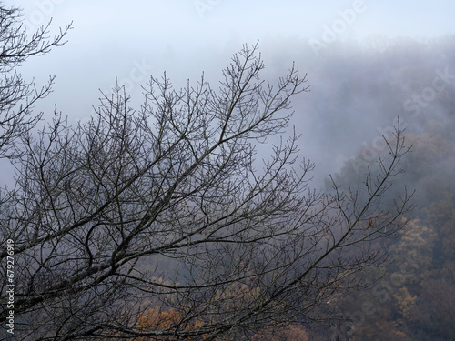 Marburg bei Nebel und Regen, Herbststimmung, Nebel im Wald, Dammelsberg hinter Blätterlose Baumkrone 